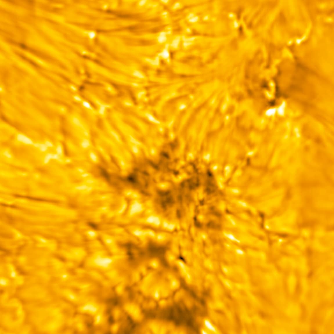 The lower atmosphere (chromosphere) of the Sun exists above the Sun’s surface (photosphere). In this image, dark, fine threads (fibrils) are visible in the chromosphere emanating from sources in the photosphere - notably, the dark pores/umbral fragments and their fine structure. A pore is a concentration of magnetic field where conditions are not met to form a penumbra. Pores are essentially sunspots that have not had or will never have a penumbra. Penumbra: The brighter, surrounding region of a sunspot’s umbra characterized by bright filamentary structures. Image Title: Pores/Umbral Fragments, Fibrils, and other Fine-Structure in the Sun’s Atmosphere and Surface PID: PID_1_16 Image Credit: NSF/AURA/NSO Image Processing: Friedrich Wöger(NSO), Catherine Fischer (NSO) Science Credit: Juan Martínez-Sykora (Bay Area Environmental Research Institute)