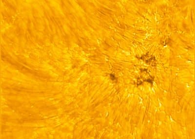 The lower atmosphere (chromosphere) of the Sun exists above the Sun’s surface (photosphere). In this image, dark, fine threads (fibrils) are visible in the chromosphere emanating from sources in the photosphere - notably, the dark pores/umbral fragments and their fine structure. A pore is a concentration of magnetic field where conditions are not met to form a penumbra. Pores are essentially sunspots that have not had or will never have a penumbra. Penumbra: The brighter, surrounding region of a sunspot’s umbra characterized by bright filamentary structures. Image Title: Pores/Umbral Fragments, Fibrils, and other Fine-Structure in the Sun’s Atmosphere and Surface PID: PID_1_16 Large Field of View: 30,720km x 30,720km Image Credit: NSF/AURA/NSO Image Processing: Friedrich Wöger(NSO), Catherine Fischer (NSO) Science Credit: Juan Martínez-Sykora (Bay Area Environmental Research Institute)